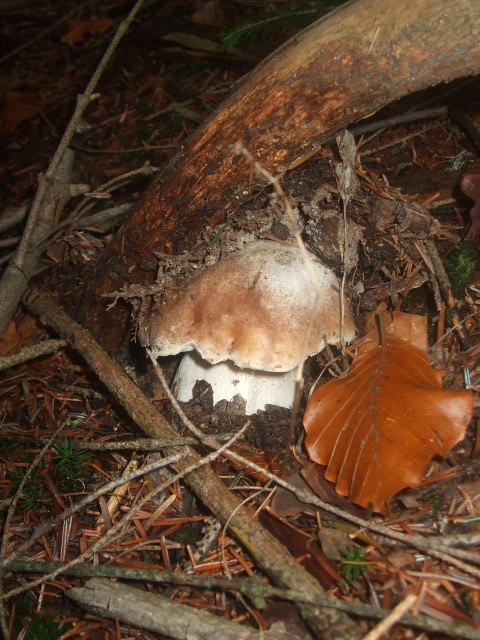 hríb smrekový Boletus edulis Bull.