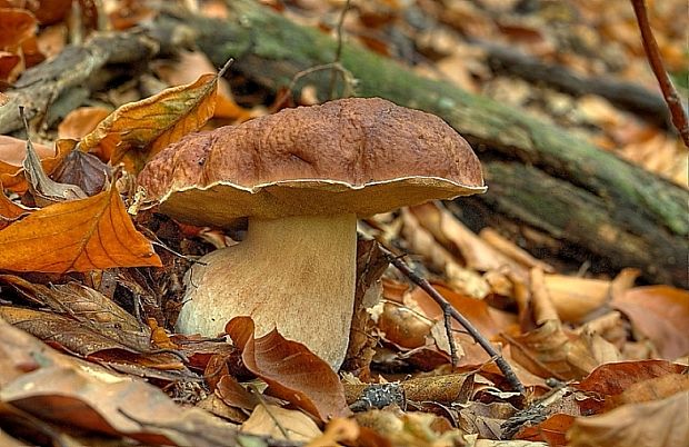 hríb sosnový Boletus pinophilus Pil. et Dermek in Pil.