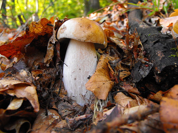 hríb dubový Boletus reticulatus Schaeff.