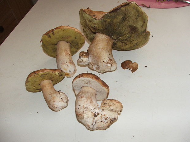 hríb dubový Boletus reticulatus Schaeff.