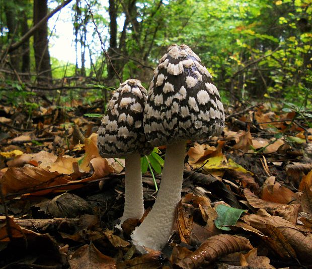 hnojník strakatý  Coprinopsis picacea (Bull.) Redhead, Vilgalys & Moncalvo