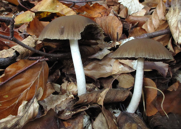 hnojník Coprinus sp.