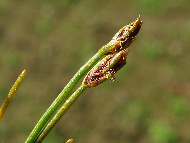 bahnička ihlovitá Eleocharis acicularis (L.) Roem. et Schult.