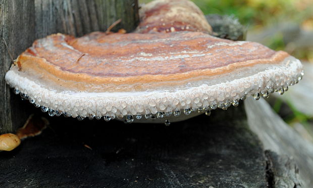 práchnovček pásikavý Fomitopsis pinicola (Sw.) P. Karst.