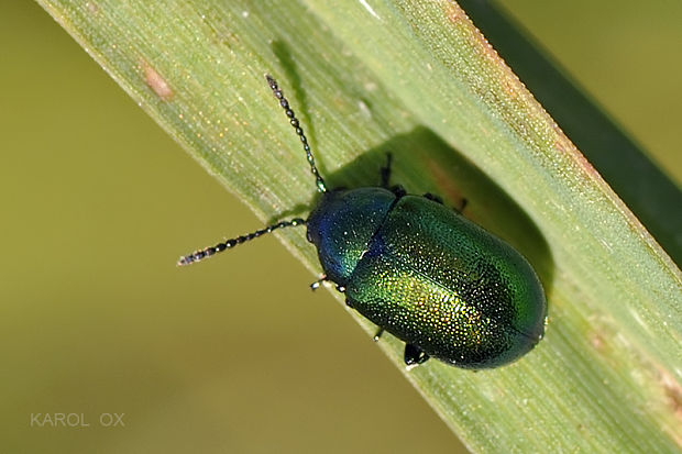 liskavka Gastrophysa viridula