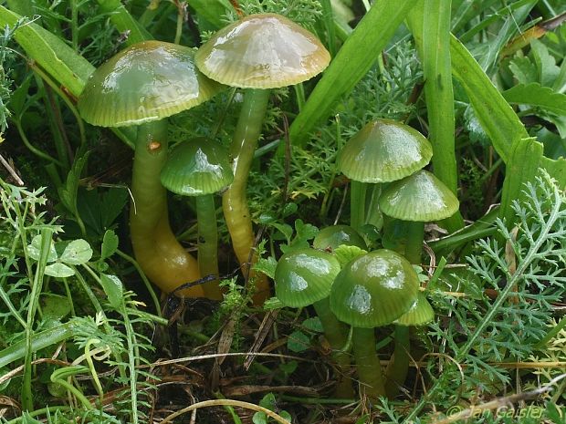 lúčnica žltozelená Gliophorus psittacinus (Schaeff.) Herink