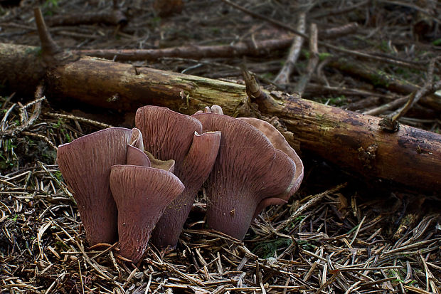 lievikovec kyjakovitý Gomphus clavatus (Pers.) Gray