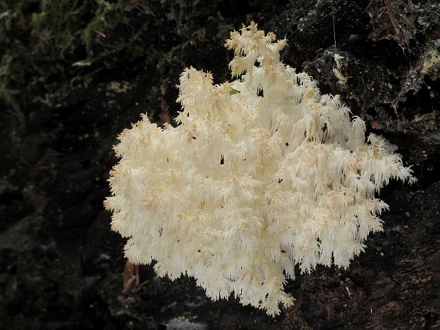 koralovec bukový Hericium coralloides (Scop.) Pers.