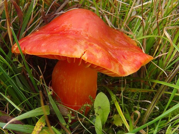 lúčnica nádherná Hygrocybe splendidissima??? (P.D. Orton) M.M. Moser