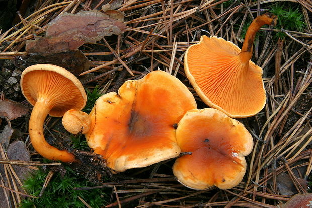 líška oranžová Hygrophoropsis aurantiaca (Wulfen) Maire