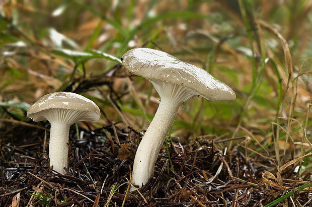 šťavnačka voňavá Hygrophorus agathosmus (Fr.) Fr.