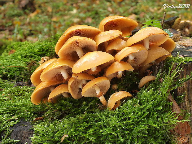 šupinačka menlivá Kuehneromyces mutabilis (Schaeff.) Singer & A.H. Sm.