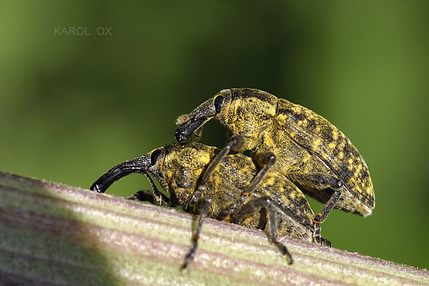 nosáčik Larinus turbinatus