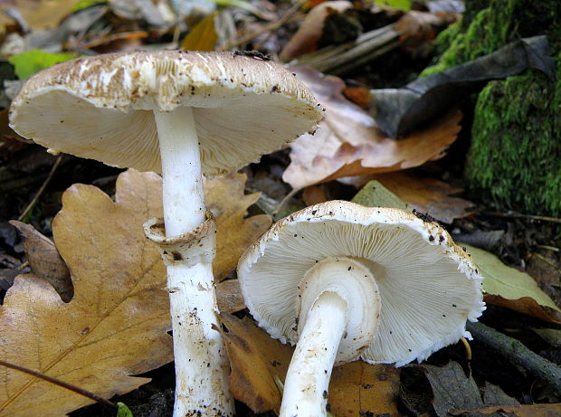 bedlica Badhamova Leucocoprinus badhamii (Berk. & Broome) Locq.