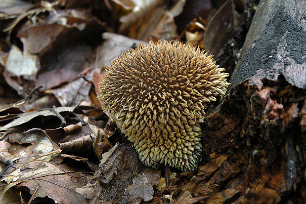 prášnica pichliačová Lycoperdon echinatum Pers.