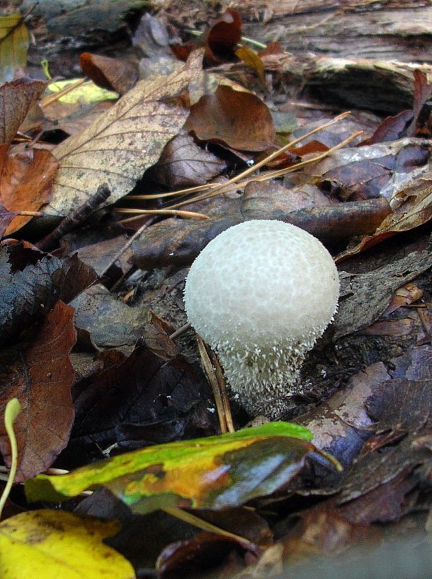 prášnica bradavičnatá Lycoperdon perlatum Pers.