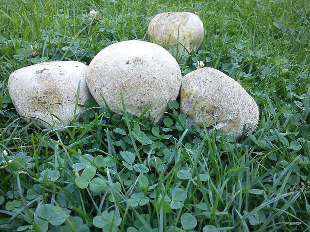 rozpadavec dlabaný Lycoperdon utriforme Bull.