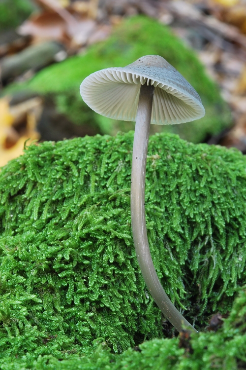 prilbička ryhovaná Mycena polygramma (Bull.) Gray