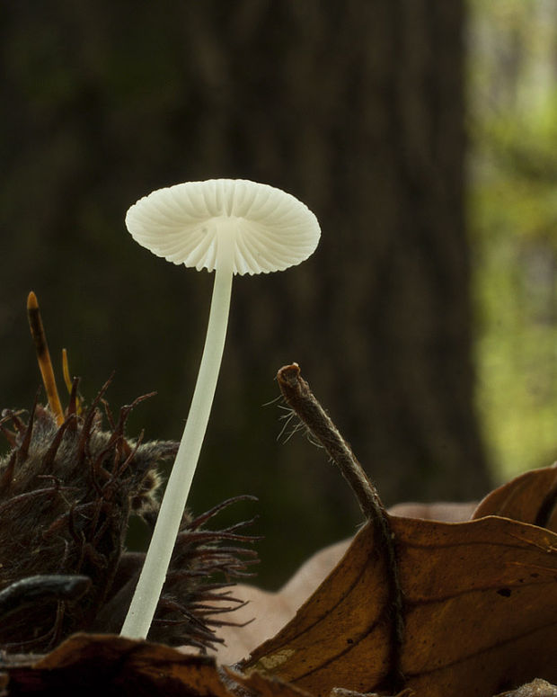 prilbička Mycena sp.