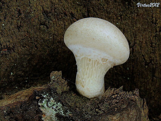 hliva dubová Pleurotus dryinus (Pers.) P. Kumm.