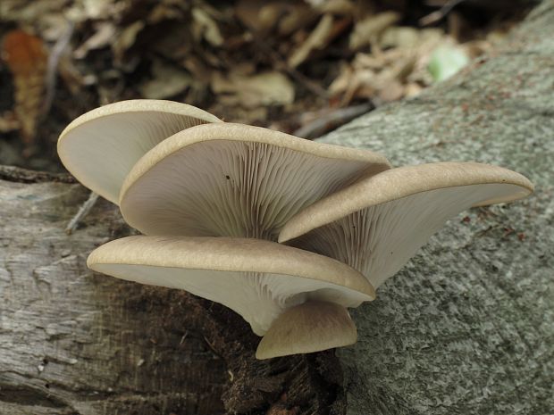 hliva buková Pleurotus pulmonarius (Fr.) Quél.