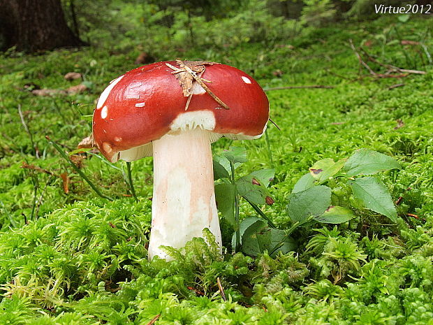 plávka jahodovočervená Russula paludosa Britzelm.