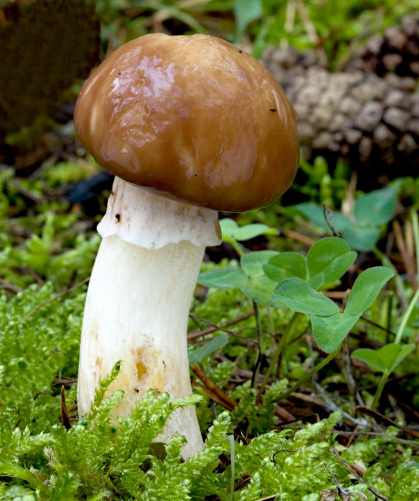 masliak obyčajný Suillus luteus (L.) Roussel