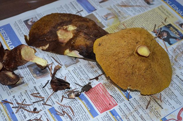 masliak Suillus sp.