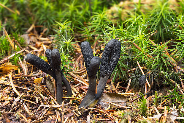 žezlovka srnková Tolypocladium ophioglossoides (J.F. Gmel.) Quandt, Kepler & Spatafora