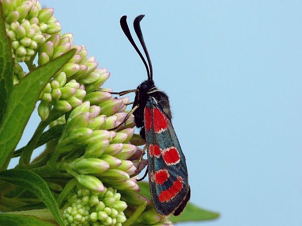 vretienka vičencová Zygaena carniolica Scopoli, 1763