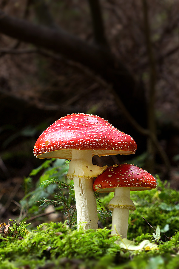 muchotrávka červená Amanita muscaria (L.) Lam.