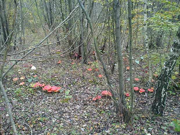 muchotrávka červená Amanita muscaria (L.) Lam.