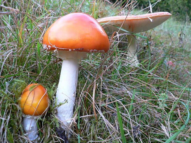 muchotrávka červená Amanita muscaria (L.) Lam.