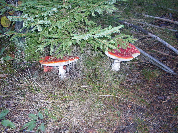 muchotrávka červená Amanita muscaria (L.) Lam.