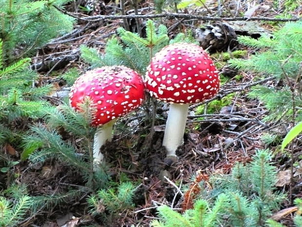 muchotrávka Amanita sp.