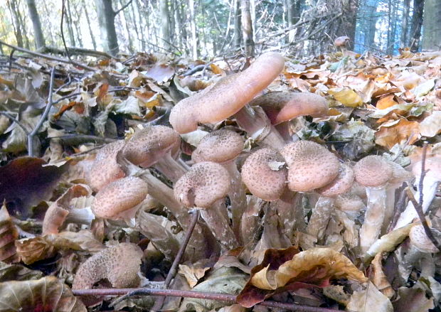 podpňovka obyčajná Armillaria mellea (Vahl) P. Kumm.