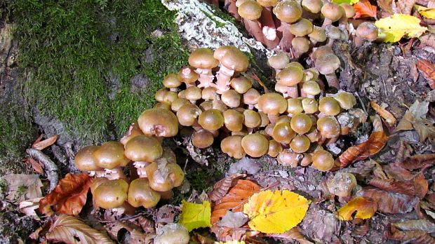 podpňovka obyčajná Armillaria mellea (Vahl) P. Kumm.