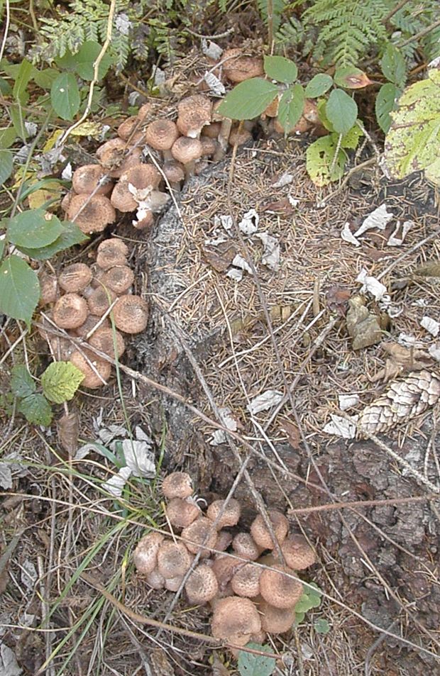 podpňovka tmavá Armillaria ostoyae (Romagn.) Herink