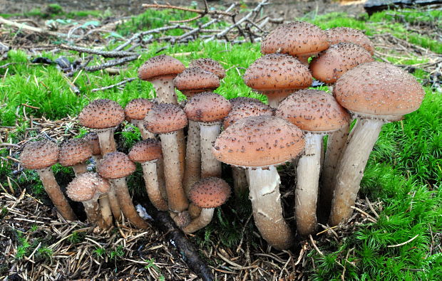 podpňovka tmavá Armillaria ostoyae (Romagn.) Herink