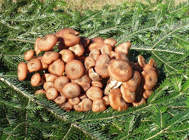 podpňovka Armillaria sp.