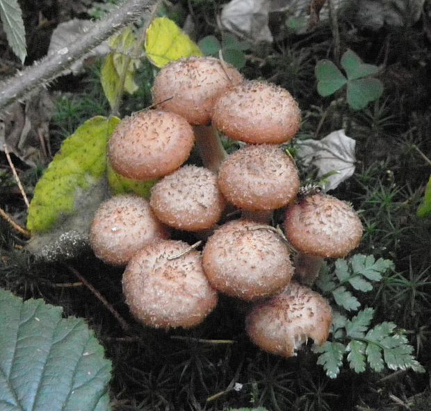 podpňovky Armillaria sp.