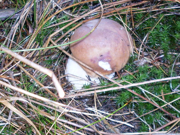 hríb smrekový Boletus edulis Bull.