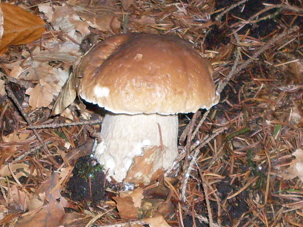 hríb smrekový Boletus edulis Bull.