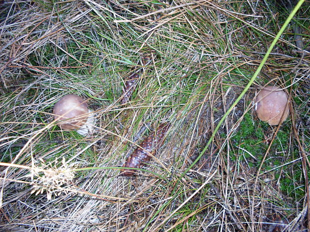 hríb smrekový Boletus edulis Bull.