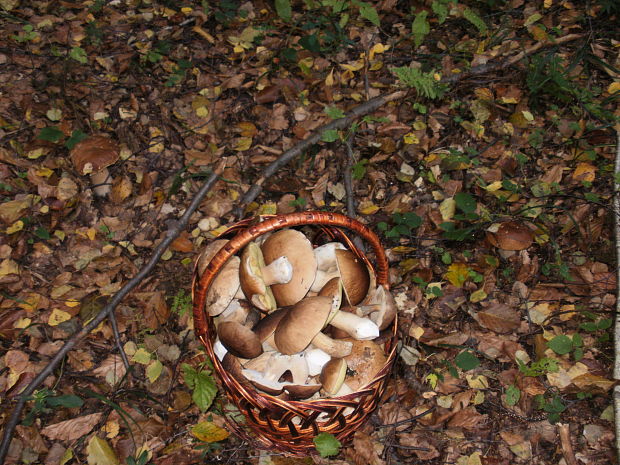 hríb smrekový Boletus edulis Bull.