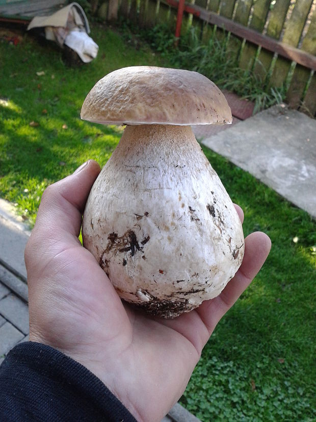 hríb smrekový Boletus edulis Bull.