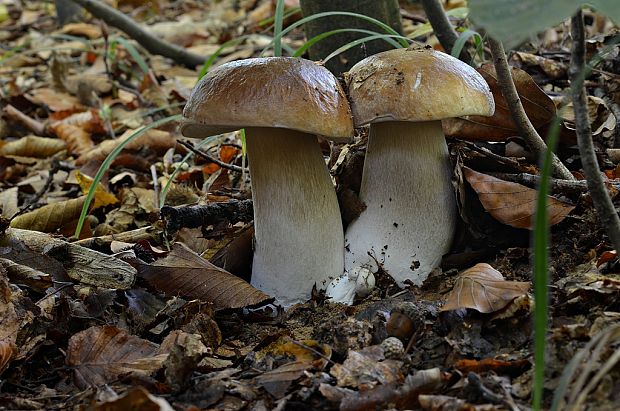 hríb smrekový Boletus edulis Bull.