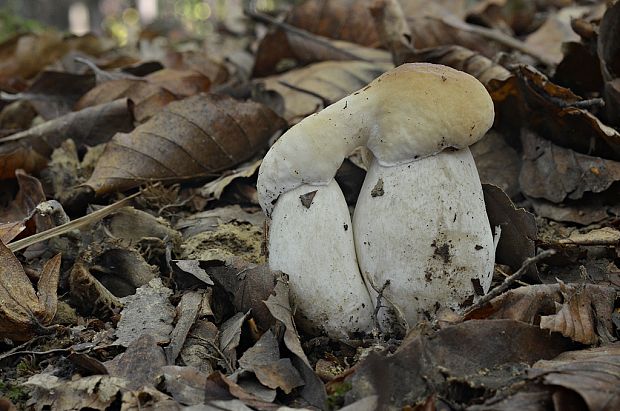 hríb smrekový Boletus edulis Bull.