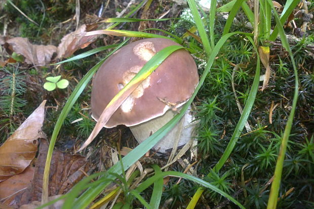 hríb smrekový Boletus edulis Bull.