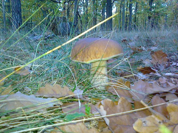 hríb dubový Boletus reticulatus Schaeff.